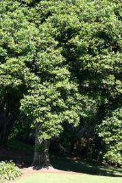 Карака Corynocarpus laevigatus