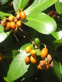 Карака Corynocarpus laevigatus