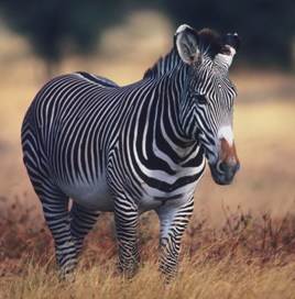 Зебра Греви (пустынная зебра) ( Equus grevyi