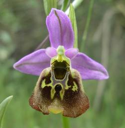Орхидея Ophrys 0bornmuelleri