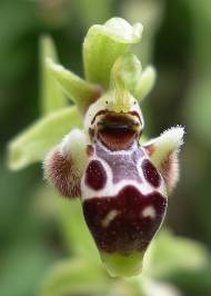 Орхидея Ophrys_umbilicata
