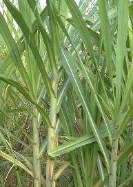 Сахарный тростник благородный Saccharum officinarum