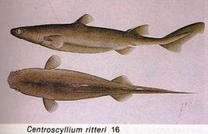 Centroscyllium ritteri Jordan  Fowler 1903 = Черная собачья акула