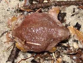 Myobatrachus gouldii = Лягушка-черепаха