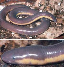Rhinatrema bivittatum (Guerin-Meneville) = Разнозубая червяга