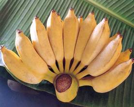 Банан плоды