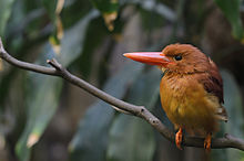 Радди Kingfisher ( Halcyon coromanda )