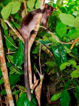 Седой древесный кенгуру, Вид: Dendrolagus inustus