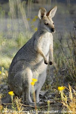 Macropus dorsalis = Чернополосый валлаби, полосатый кенгуру