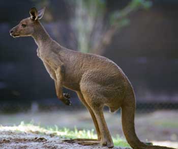 Macropus fuliginosus = Западный серый кенгуру