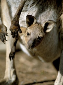 Macropus giganteus = Серый (исполинский) кенгуру