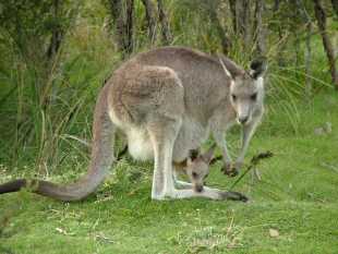 Macropus giganteus = Серый (исполинский) кенгуру