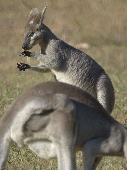 Macropus parryi = Валлаби 