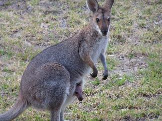 Macropus parryi = Валлаби 