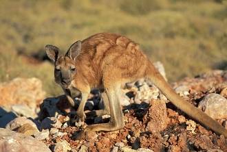 Macropus robustus = Горный (исполинский) кенгуру