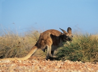 Macropus robustus = Горный (исполинский) кенгуру