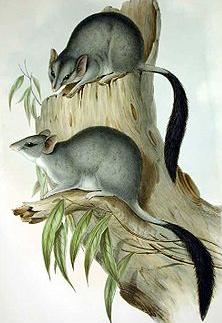 Phascogale tapoatafa = Большая сумчатая крыса, тафа