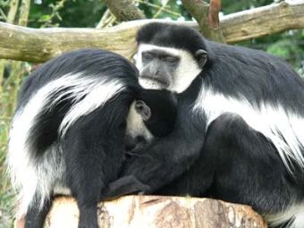 Colobus angolensis Sclater =   []