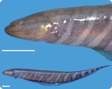 Gymnotus omarorum = Рыба-нож