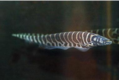 Gymnotus pedanopterus = Рыба-нож