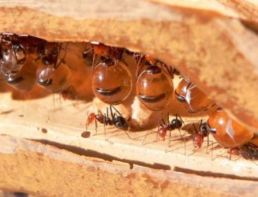   Honeypot ant