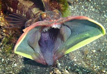Neoclinus blanchardi  Щучья морская собачка