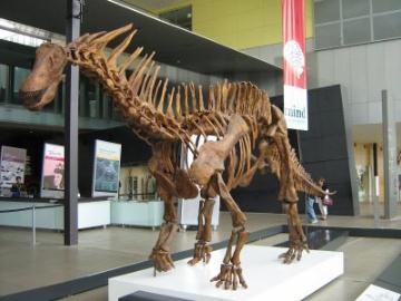 Amargasaurus = 