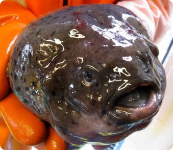 Aptocyclus ventricosus = Рыба-лягушка