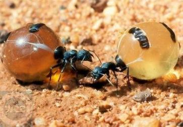   Honeypot ant