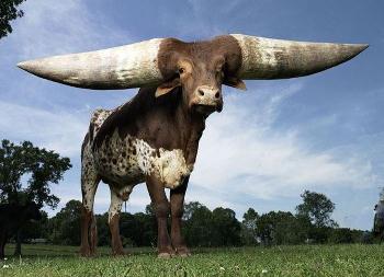 Ватусси анколе-ватуси Ankole-Watusi Африканский скот ватусси