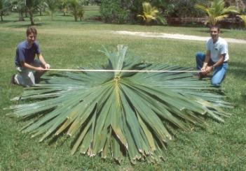 Зонтичная или таллипотовая пальма (Corypha umbraculifera)