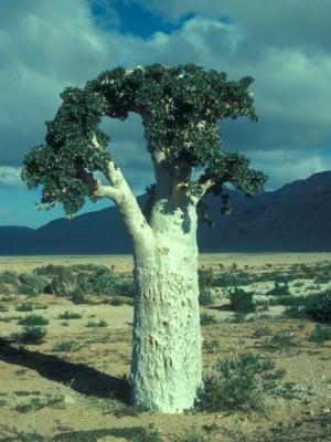Огуречное дерево Dendrosicyos socotrana