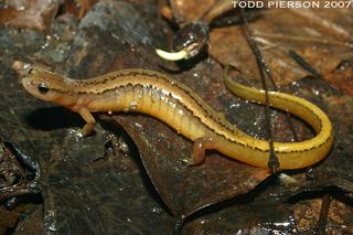 Eurycea Ручьевые саламандры