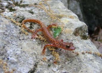 Санмаркосская ручьевая саламандра Eurycea nana