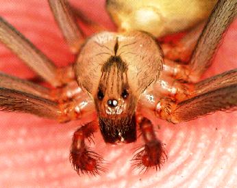 Коричневый паук-отшельник. Loxosceles reclusa