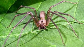 Коричневый паук-отшельник. Loxosceles reclusa