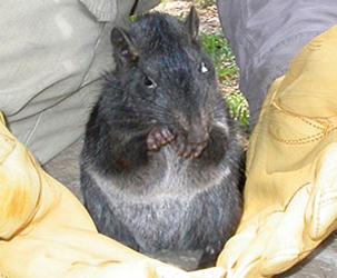 Лаосская скальная крыса. Laonastes aenigmamus