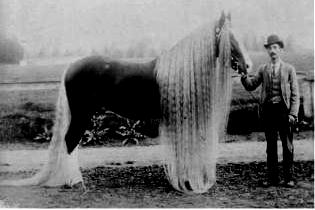 Орегонская дикая длинноволосая чудо-лошадь