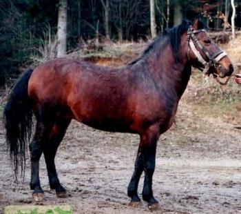 Боснийский пони (Боснийская горная лошадь)