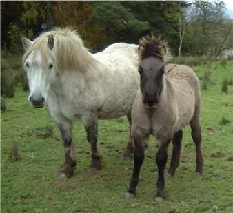 Шотландский горный пони или Хайленд пони (highland pony)