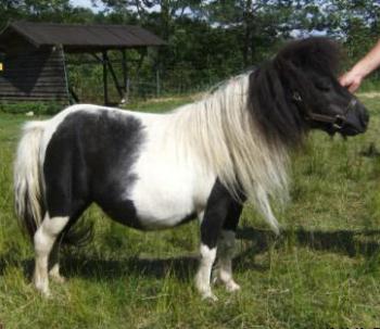 Миниатюрная лошадь: Пони породы Фалабелла