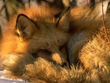 Vulpes vulpes = Обыкновенная (рыжая) лисица