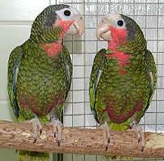 Amazona = Амазонские [зелёные] попугаи, амазоны