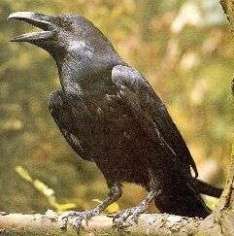 Corvus corax = Обыкновенный ворон