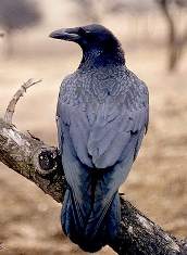 Corvus corax = Обыкновенный ворон