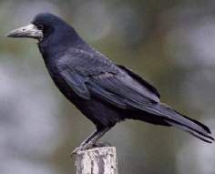 Вид: Corvus frugilegus = Грач