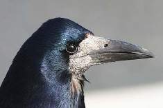 Вид: Corvus frugilegus = Грач