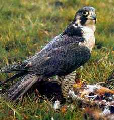 Вид: Falco peregrinus = Настоящий сокол, сапсан