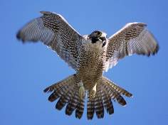 Вид: Falco peregrinus = Настоящий сокол, сапсан