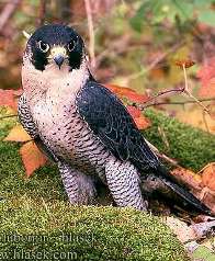 Фото Вид: Falco peregrinus = Настоящий сокол, сапсан